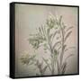 USA, Washington State, Seabeck. Buds on euphorbia plant.-Jaynes Gallery-Framed Stretched Canvas