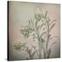 USA, Washington State, Seabeck. Buds on euphorbia plant.-Jaynes Gallery-Stretched Canvas