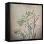 USA, Washington State, Seabeck. Buds on euphorbia plant.-Jaynes Gallery-Framed Stretched Canvas