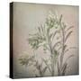 USA, Washington State, Seabeck. Buds on euphorbia plant.-Jaynes Gallery-Stretched Canvas