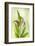 USA, Washington State, Seabeck. Calla lily close-up.-Jaynes Gallery-Framed Photographic Print