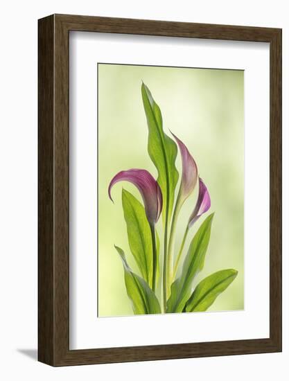 USA, Washington State, Seabeck. Calla lily close-up.-Jaynes Gallery-Framed Photographic Print