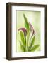 USA, Washington State, Seabeck. Calla lily close-up.-Jaynes Gallery-Framed Photographic Print