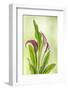 USA, Washington State, Seabeck. Calla lily close-up.-Jaynes Gallery-Framed Photographic Print