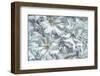 USA, Washington State, Seabeck. Cherry blossoms abstract.-Jaynes Gallery-Framed Photographic Print