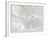 USA, Washington State, Seabeck. Cherry blossoms close-up.-Jaynes Gallery-Framed Photographic Print