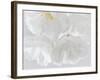 USA, Washington State, Seabeck. Cherry blossoms close-up.-Jaynes Gallery-Framed Photographic Print