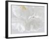 USA, Washington State, Seabeck. Cherry blossoms close-up.-Jaynes Gallery-Framed Photographic Print