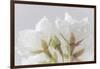 USA, Washington State, Seabeck. Cherry blossoms close-up.-Jaynes Gallery-Framed Photographic Print