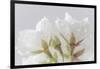 USA, Washington State, Seabeck. Cherry blossoms close-up.-Jaynes Gallery-Framed Photographic Print