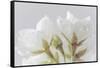 USA, Washington State, Seabeck. Cherry blossoms close-up.-Jaynes Gallery-Framed Stretched Canvas