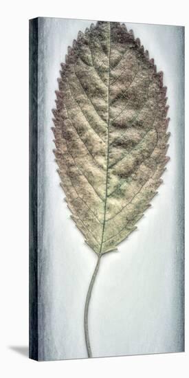 USA, Washington State, Seabeck. Cherry leaf close-up.-Jaynes Gallery-Stretched Canvas