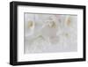USA, Washington State, Seabeck. Cherry tree blossoms close-up.-Jaynes Gallery-Framed Photographic Print