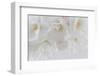 USA, Washington State, Seabeck. Cherry tree blossoms close-up.-Jaynes Gallery-Framed Photographic Print