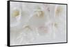 USA, Washington State, Seabeck. Cherry tree blossoms close-up.-Jaynes Gallery-Framed Stretched Canvas