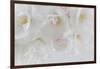 USA, Washington State, Seabeck. Cherry tree blossoms close-up.-Jaynes Gallery-Framed Photographic Print