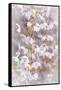 USA, Washington State, Seabeck. Cherry tree blossoms close-up.-Jaynes Gallery-Framed Stretched Canvas