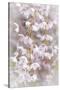 USA, Washington State, Seabeck. Cherry tree blossoms close-up.-Jaynes Gallery-Stretched Canvas