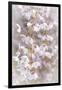 USA, Washington State, Seabeck. Cherry tree blossoms close-up.-Jaynes Gallery-Framed Photographic Print