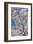 USA, Washington State, Seabeck. Cherry Tree Blossoms in Spring-Don Paulson-Framed Photographic Print