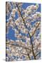 USA, Washington State, Seabeck. Cherry Tree Blossoms in Spring-Don Paulson-Stretched Canvas