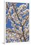 USA, Washington State, Seabeck. Cherry Tree Blossoms in Spring-Don Paulson-Framed Photographic Print