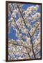 USA, Washington State, Seabeck. Cherry Tree Blossoms in Spring-Don Paulson-Framed Photographic Print