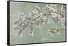 USA, Washington State, Seabeck. Cherry tree blossoms in spring.-Jaynes Gallery-Framed Stretched Canvas