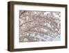 USA, Washington State, Seabeck. Cherry tree blossoms.-Jaynes Gallery-Framed Photographic Print