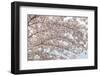 USA, Washington State, Seabeck. Cherry tree blossoms.-Jaynes Gallery-Framed Photographic Print