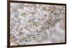 USA, Washington State, Seabeck. Cherry tree blossoms.-Jaynes Gallery-Framed Photographic Print