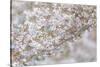 USA, Washington State, Seabeck. Cherry tree blossoms.-Jaynes Gallery-Stretched Canvas