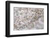 USA, Washington State, Seabeck. Cherry tree blossoms.-Jaynes Gallery-Framed Photographic Print