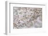 USA, Washington State, Seabeck. Cherry tree blossoms.-Jaynes Gallery-Framed Photographic Print