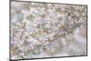 USA, Washington State, Seabeck. Cherry tree blossoms.-Jaynes Gallery-Mounted Photographic Print