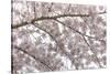 USA, Washington State, Seabeck. Cherry tree blossoms.-Jaynes Gallery-Stretched Canvas