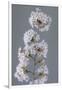 USA, Washington State, Seabeck. Close-up of cherry blossoms on limb.-Jaynes Gallery-Framed Photographic Print