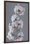 USA, Washington State, Seabeck. Close-up of cherry blossoms on limb.-Jaynes Gallery-Framed Photographic Print