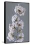 USA, Washington State, Seabeck. Close-up of cherry blossoms on limb.-Jaynes Gallery-Framed Stretched Canvas