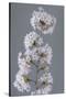 USA, Washington State, Seabeck. Close-up of cherry blossoms on limb.-Jaynes Gallery-Stretched Canvas