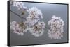 USA, Washington State, Seabeck. Close-up of cherry blossoms on limb.-Jaynes Gallery-Framed Stretched Canvas