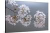 USA, Washington State, Seabeck. Close-up of cherry blossoms on limb.-Jaynes Gallery-Stretched Canvas