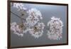 USA, Washington State, Seabeck. Close-up of cherry blossoms on limb.-Jaynes Gallery-Framed Photographic Print