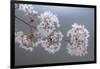 USA, Washington State, Seabeck. Close-up of cherry blossoms on limb.-Jaynes Gallery-Framed Photographic Print