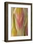 USA, Washington State, Seabeck. Close-up of Flower Petals-Don Paulson-Framed Photographic Print