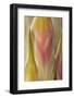 USA, Washington State, Seabeck. Close-up of Flower Petals-Don Paulson-Framed Photographic Print