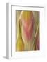 USA, Washington State, Seabeck. Close-up of Flower Petals-Don Paulson-Framed Photographic Print