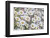 USA, Washington State, Seabeck. Close-up of Santa Barbara daisies.-Jaynes Gallery-Framed Photographic Print