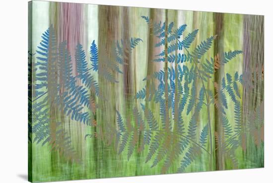 USA, Washington State, Seabeck. Collage of Bracken Ferns and Forest-Don Paulson-Stretched Canvas