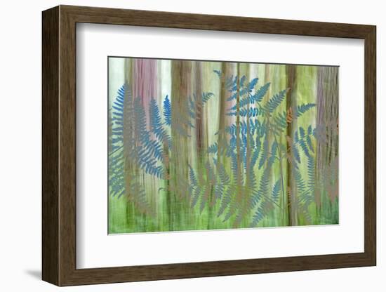 USA, Washington State, Seabeck. Collage of Bracken Ferns and Forest-Don Paulson-Framed Photographic Print